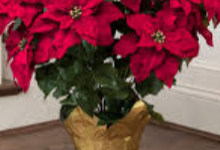 Poinsettia for music boosters